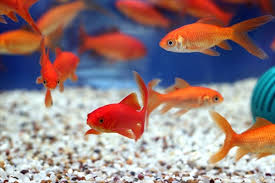 توصیه های بهداشتی برای خرید و نگهداری ماهی قرمز