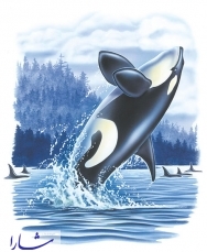 شکار نهنگ ها را فراموش نکنید