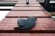 ماسک می‌گوید توییتر حساب‌های غیرفعال را پاک می‌کند