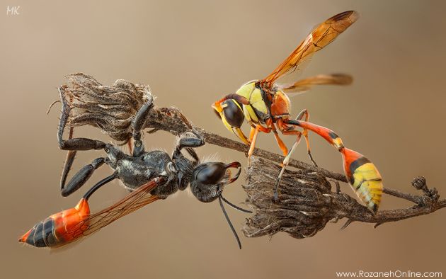 آموزش عکاسی: عکاسی از حشرات-42