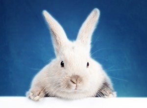 پنج درس روابط عمومی از خرگوش عید پاک